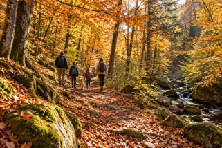 Balade en forêt en automne : couleurs, champignons et conseils pratiques