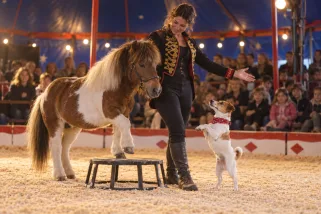 Animaux de cirque : lesquels sont encore autorisés ?